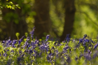 Bluebells at Thorpe Wood