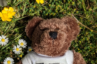 Teddy in the grass by Rebecca Neal