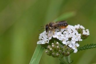 Leafcutter bee