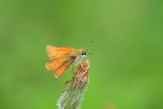 Essex Skipper