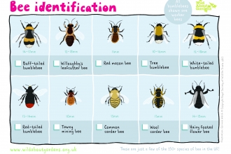 Bee ID Sheet