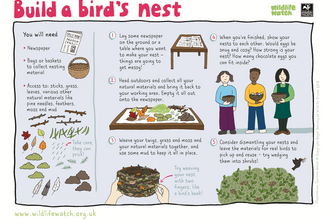 How to build a birds nest