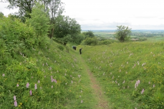 Guided Walk At Whipsnade Down Wildlife Trust For Beds Cambs