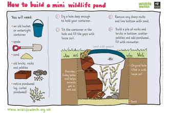 Mini wildlife pond