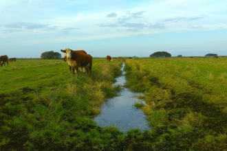 Cows at Old Decoy Farm next to a flooded ditch
