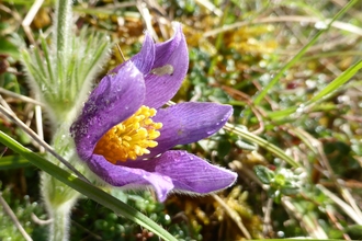 Pasqueflower by Gwen Hitchcock