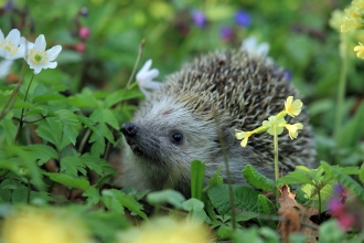 Hedgehog in flowers