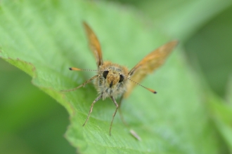 Large skipper - Ryan Clark