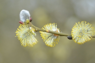 Sallow blossom