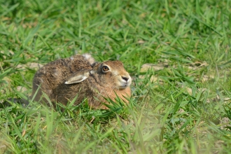 Brown hare