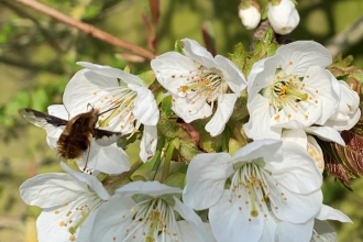 Beefly on blossom