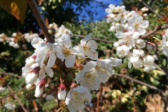 Wild cherry blossom