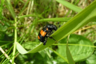 A sexton beetle
