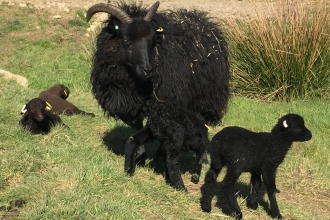 Heb sheep & lambs by Cathy Wainwright