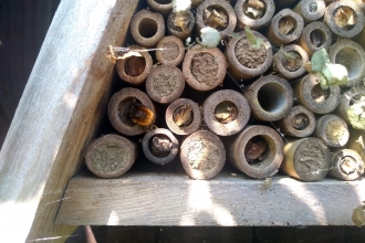 Solitary bee building a nest in a bee house