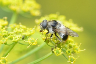 The hoverfly Cheilosia illustrata