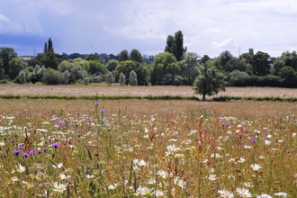 Upper Hayford Meadow