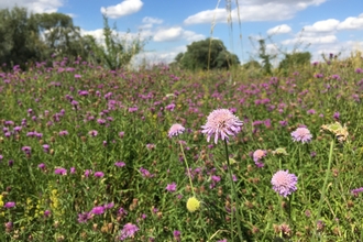 Wildflowers Trumpington Meadows