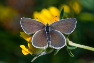 Small blue butterfly Tim Melling