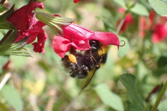 Bombus hortorum - RC