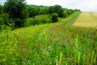 A field margin in full bloom in the Ouse Valley