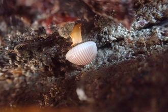 arctic cowrie