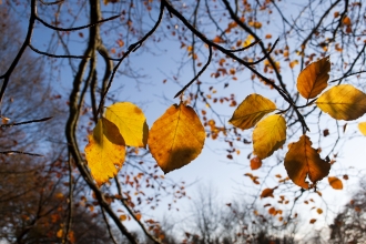 Autumn leaves by Katrina Martin