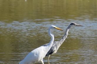 Grey heron and great white egret stepping out together