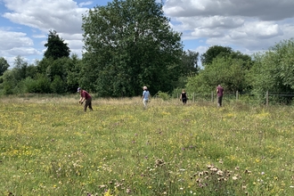 A group of people including staff and volunteers pull ragwort at Trumpington Meadows