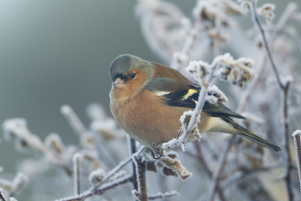 Chaffinch