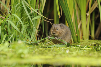 Water vole - Terry Whittaker