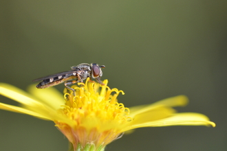 hoverfly