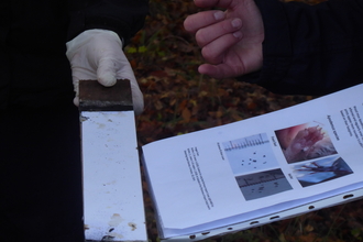 Dormouse footprint tunnel