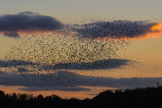 Starlings against a darkening sky