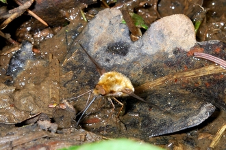 Bee fly