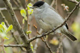 Blackcap