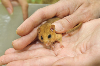 dormouse