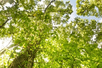 elm