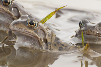 frogs
