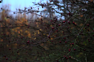 Haws on hawthorn bush