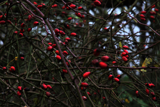 Rose hips