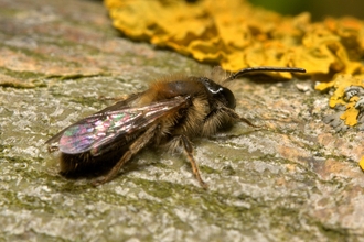 solitary bees
