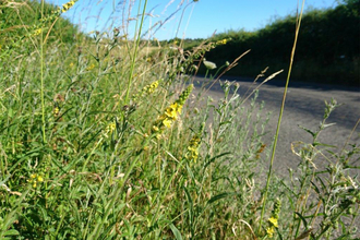Agrimony on a protected roadside verge near Kingston - c. Robert Enderby
