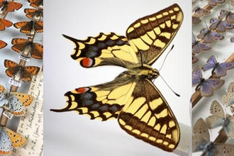 Cambridge University Museum of Zoology butterfly collection