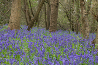 Bluebell woodland