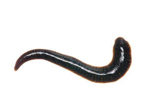 Leech by Niall Benvie/2020VISION