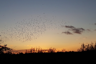 starling murm