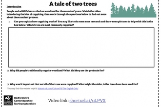 Tale of two trees