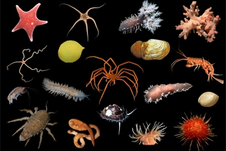 A selection of the diverse and colourful species found on the Antarctic seafloor. Credit Huw Griffiths British Antarctic Survey.