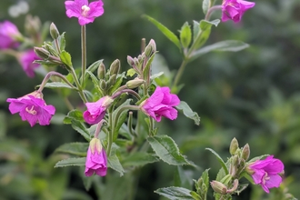 Great willowherb by Rebecca Neal